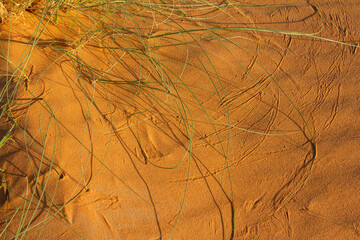 Close-up of vibrant green desert grass emerging from rich orange sand, revealing intricate wind patterns and natural textures on the dune surface
