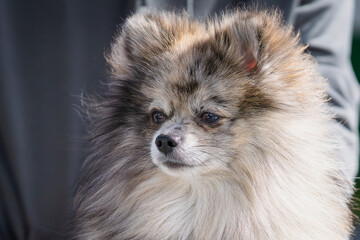 Pomeranian Merle color dog, obedient little dog outside. Blue Merle Pomeranian close up. Pomeranian...
