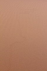 A subtle S-shaped trail of tiny footprints winds across the smooth, expansive surface of a golden desert dune, hinting at unseen desert life.