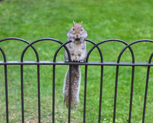 Squirrel on a wrought iron fence in a park