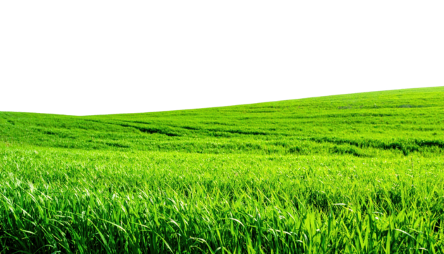 Vibrant green grassy field gently sloping upwards displaying lush fresh blades Transparent background