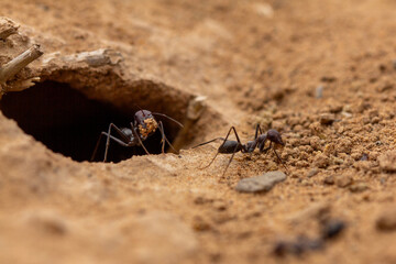 A close-up view captures several resilient desert ants bustling around the entrance of their intricate nest burrow in the dry, textured sand.