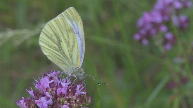 Green-Veined White butterfly (Pieris napi) feeding on Wild Marjoram (Origanum vulgare) flowers before flying away. June, Kent, UK [Slow motion x5]