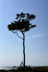 einzelner Baum auf dem Darss