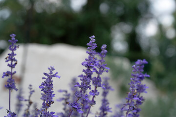 lavender flowers in the garden