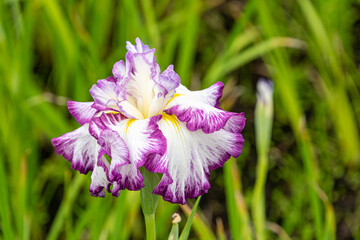 紫と白の花菖蒲が咲く美しい初夏の風景