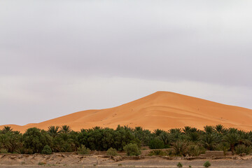 A vibrant green oasis with lush palm trees flourishes at the base of majestic golden sand dunes of the Sahara Desert under a soft, cloudy sky