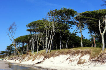 Strand auf dem Darss