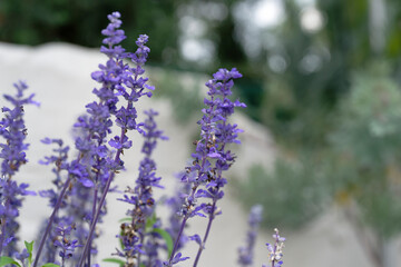 lavender flowers in the garden