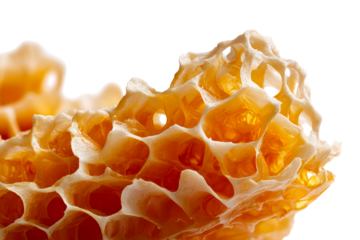 Honeycomb structure captured in close up with transparent background