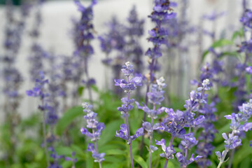 lavender flowers in the garden