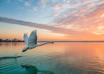 Swan's Flight: A graceful swan soars across the water, its white feathers contrasting beautifully with the vibrant hues of the sunset, evoking a sense of freedom and serenity.