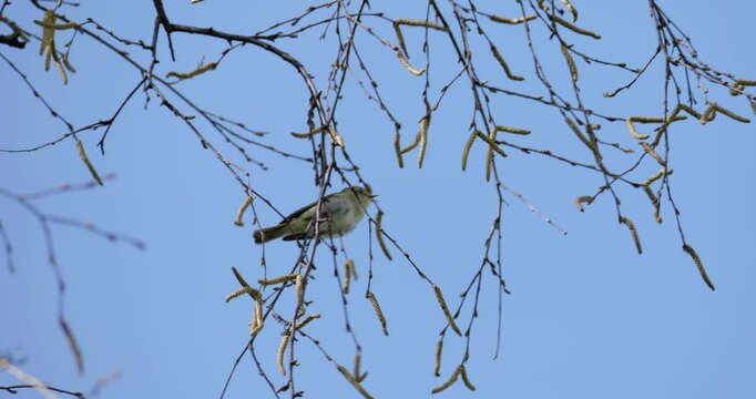 Agile willow warbler (Phylloscopus trochilus) perches among hanging birch branches while searching for prey and performing rich territorial song amid spring growth
