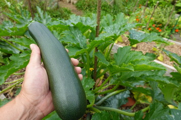 Farmer holding freshly picked zucchini in vegetable garden