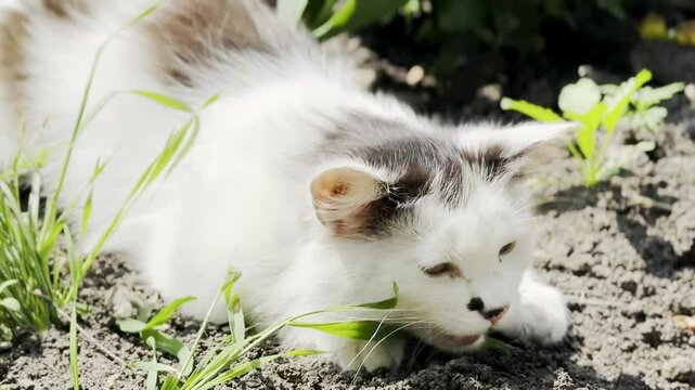 Beautiful white and black furry cat basking in the sun, swinging on the ground, lying in the grass and meowing loudly. Street life of a kitten