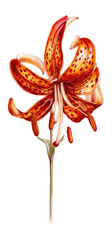 Orange-red lily flower