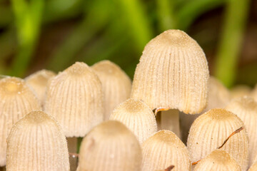 dung mushrooms. a cluster of mushrooms. mushrooms on a dark blurred background. champignons. close-up.