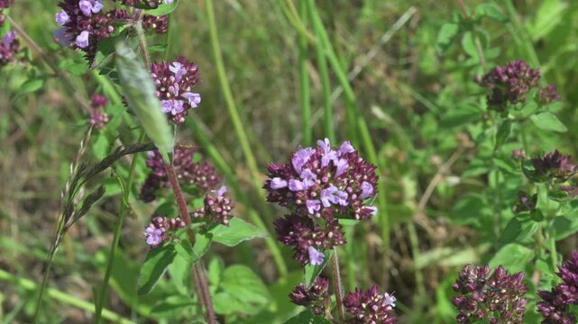 Green-Veined White butterfly (Pieris napi) feeding on Wild Marjoram (Origanum vulgare) flowers disturbed by a Thick-Legged Flower Beetle. June, Kent, UK [Slow motion x5]