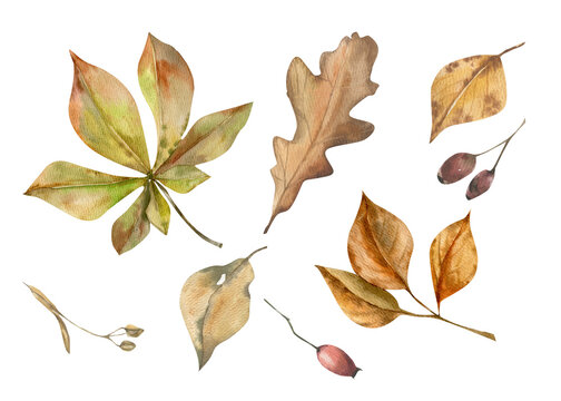 Autumn floral watercolor set with colorful chestnut,oak leaves and red berries illustration. Hand drawn fall forest elements, foliage elements for harvest season poster,wallpaper,web design