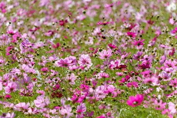 秋に咲き誇るピンク色のコスモス畑