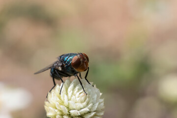 Close-up of a green fly. A detail of the A-eye fly is perched on a white flower.