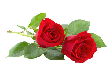 Two vibrant red roses with lush green leaves