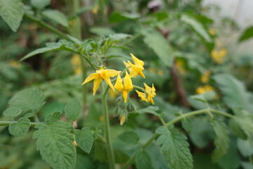 Tomato plant blooming with yellow flowers in greenhouse
