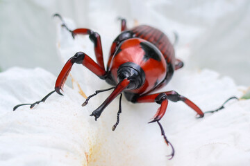 Red and black Bamboo Weevil on soft white flowers.
