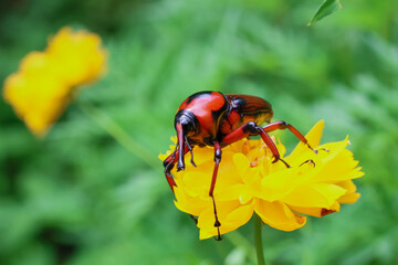 Red and black Bamboo Weevil on yellow flower, green background