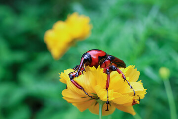 Red and black Bamboo Weevil on yellow flower, green background