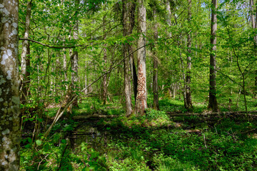 Springtime alder-bog sunny forest with standing water