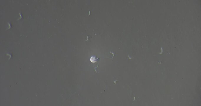 Flagellated protist (Peranema sp.) moves across microfluidic slide under 400x magnification, demonstrating chemical interactions and cytoplasmic motility in analysis environment