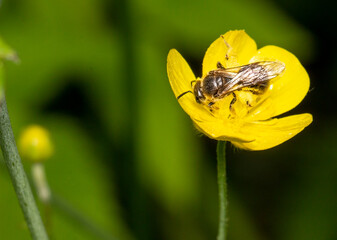 A bee collects pollen on a yellow buttercup flower. close-up. dark background. macrophotography.