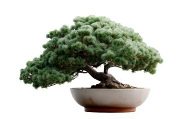 Bonsai tree with lush green foliage displayed on a round pot