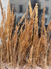 Fototapeta premium Dry ears of wheat on the windowsill