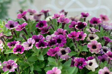 Close up of Purple petunia (Sweetunia, Lilac, Intrinsa, Potunia)