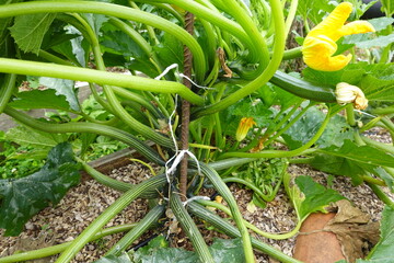 Zucchini plant growing on metal pole in vegetable garden