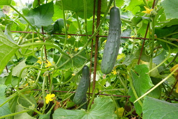 Cucumbers growing on vine in garden supported by metal wire cage