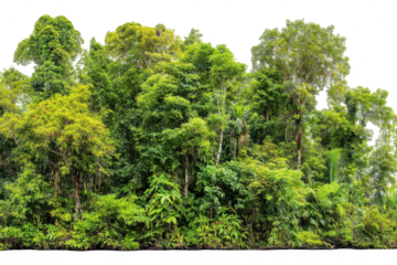 Lush Tropical Forest Stand