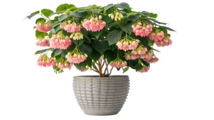 Beautiful Pink Flowers in a Stylish Gray Pot