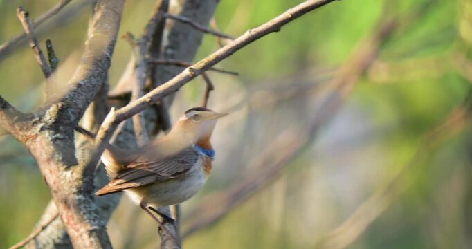 Phylloscopus trochilus actively forages in black cherry tree crown, exploiting peak arthropod activity at sunrise. Energetic movement through layered canopy reflects insectivorous adaptation during br