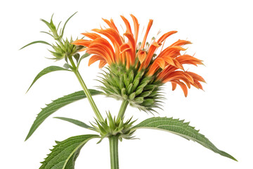 wild dagga on transparent background