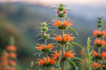 a group of orange lion's tail flower