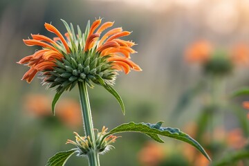 macro photo of wild dagga with blurry background