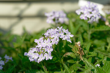 Close up of blue babena flower