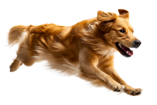 Golden dog leaps playfully in mid air against a transparent background