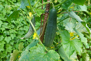 Cucumbers growing on vine supported by rusty metal pole