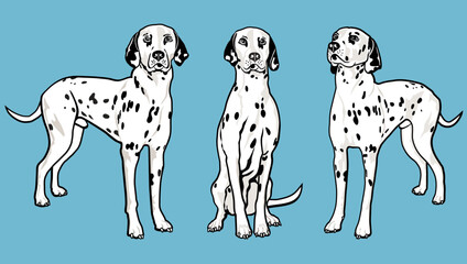 Dalmatian dogs vector illustration