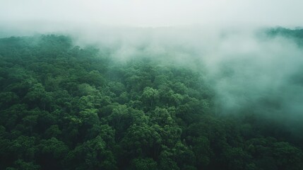 Aerial view of the Amazon rainforest, thick canopy stretching endlessly