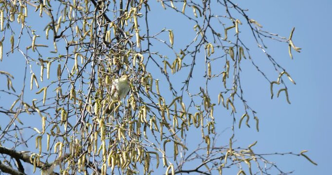 Energetic willow warbler (Phylloscopus trochilus) climbs flexible birch tips feeding on insects and singing alert notes into crisp forest morning full of life